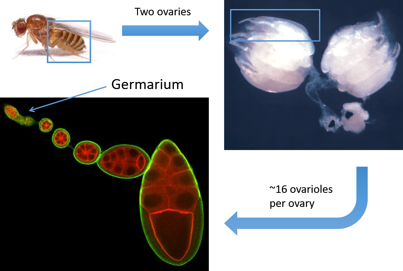 Drosophila ovaries each contain 15 ovarioles, which 