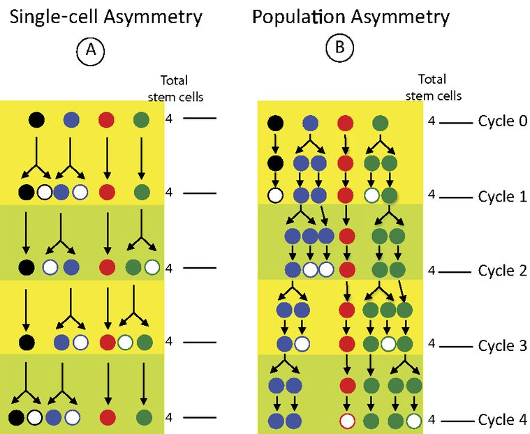 A schematic diagram comparing single-cell and population asymmetry as models of stem cell behavior.