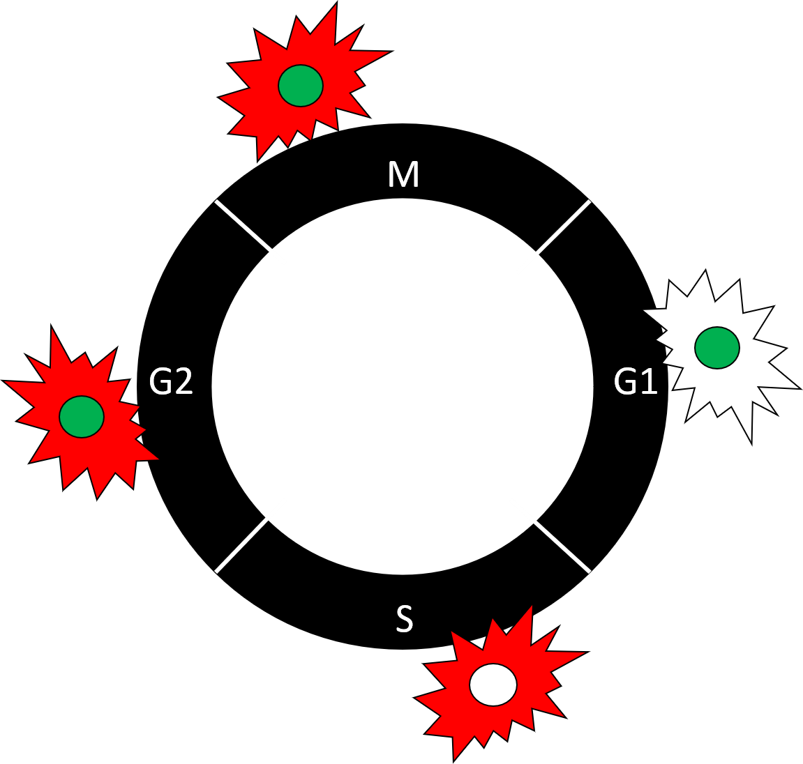 A diagram of FUCCI labeling colors throughout the cell cycle.