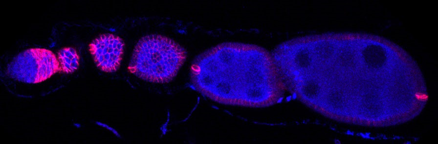 A confocal image of a typical Drosophila ovariole