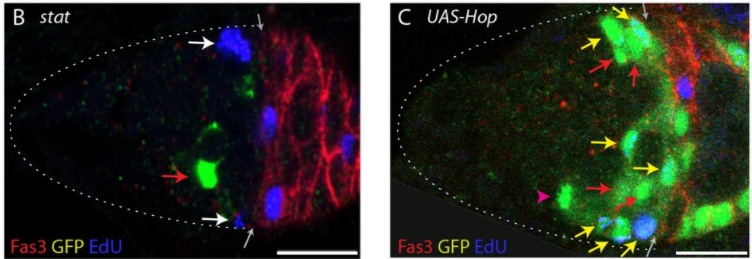 Low and high JAK-STAT activity affects FSC proliferation and survival