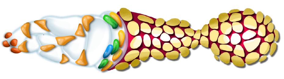 Schematic Diagram of a Germarium