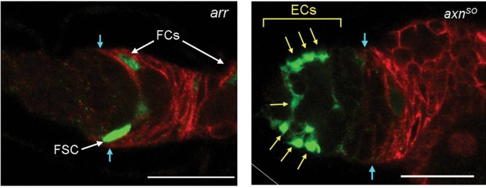 Low and high Wnt signaling affects FSC location and EC production