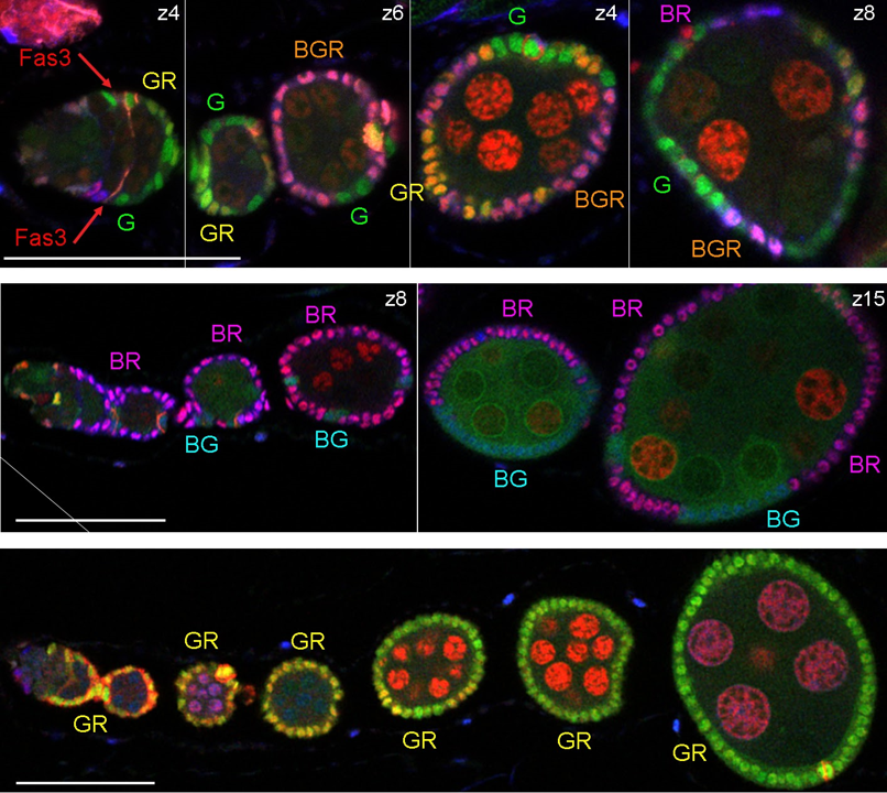 A timecourse of multicolor Drosophila ovarioles at 9d, 21d, and 30d