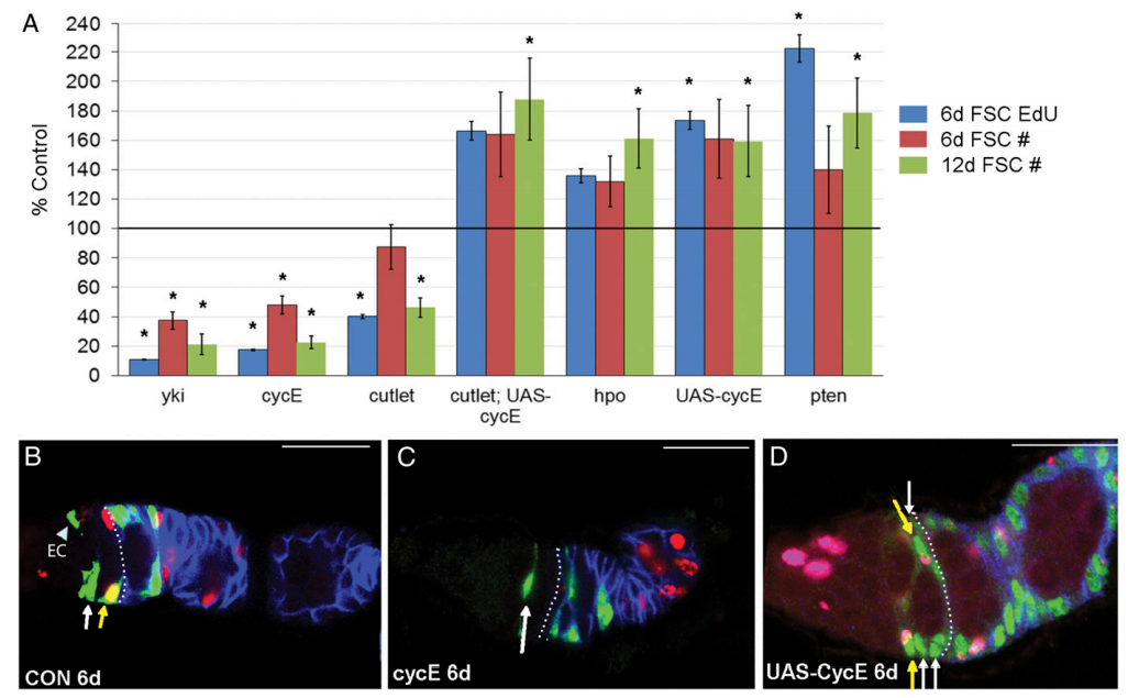 Proliferation rates inform FSC survival and occupancy in the niche Proliferation rates inform FSC survival and occupancy in the niche
