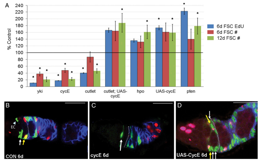 Proliferation rates inform FSC survival and occupancy in the niche