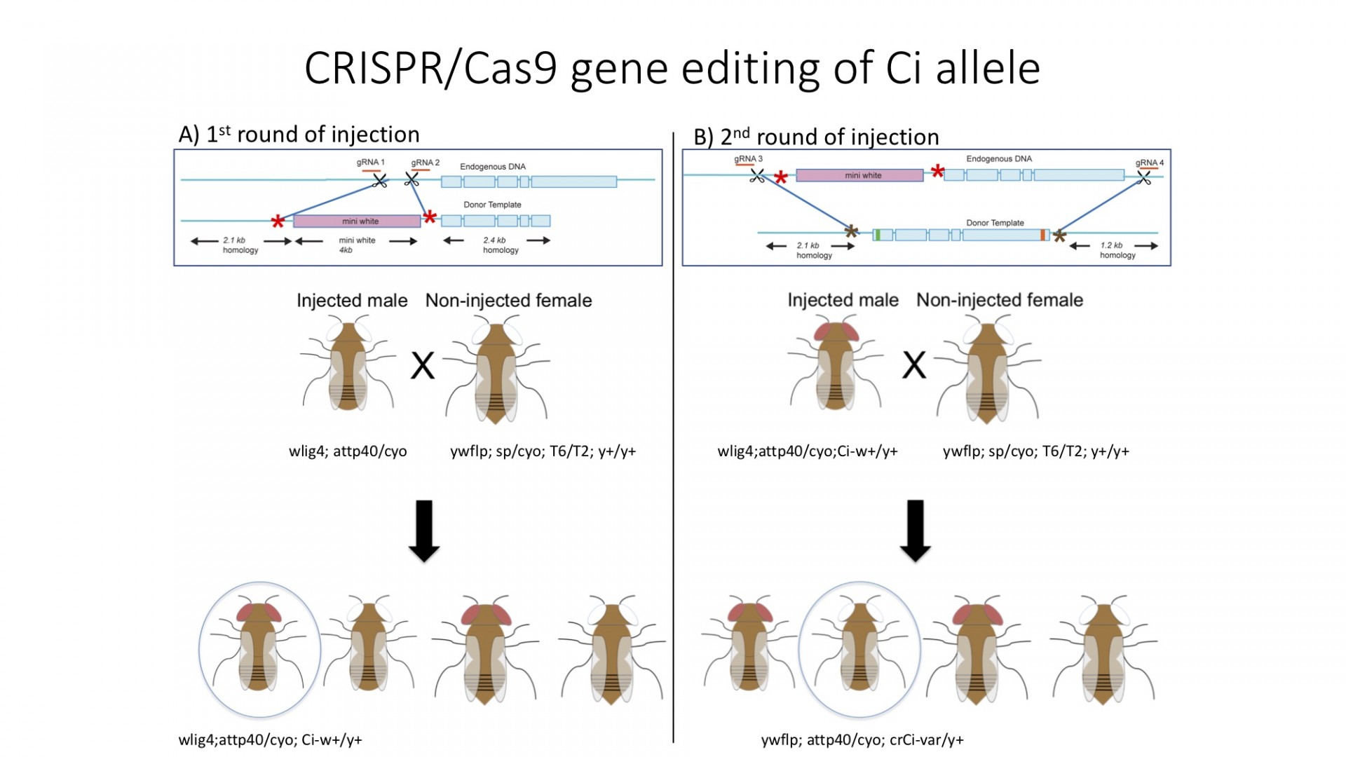 Creating CRISPR/Cas9 line is done in two rounds to introduce a mutation of interest 