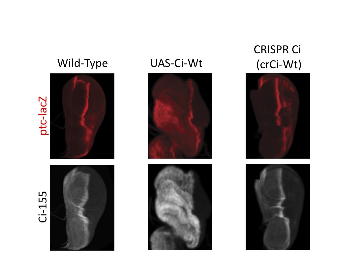 The wild type wing disc with no genetic alteration (left), wing disc where Ci is expressed using UAS system (middle), and wing disc where Ci is expressed using CRISPR/Cas9 (right) are shown here. It is clear that with UAS, Ci (grey) is over expressed and the overall shape of the wing disc is expanded compared to the wild type. CRISPR Ci looks and behaves like the Wt disc.