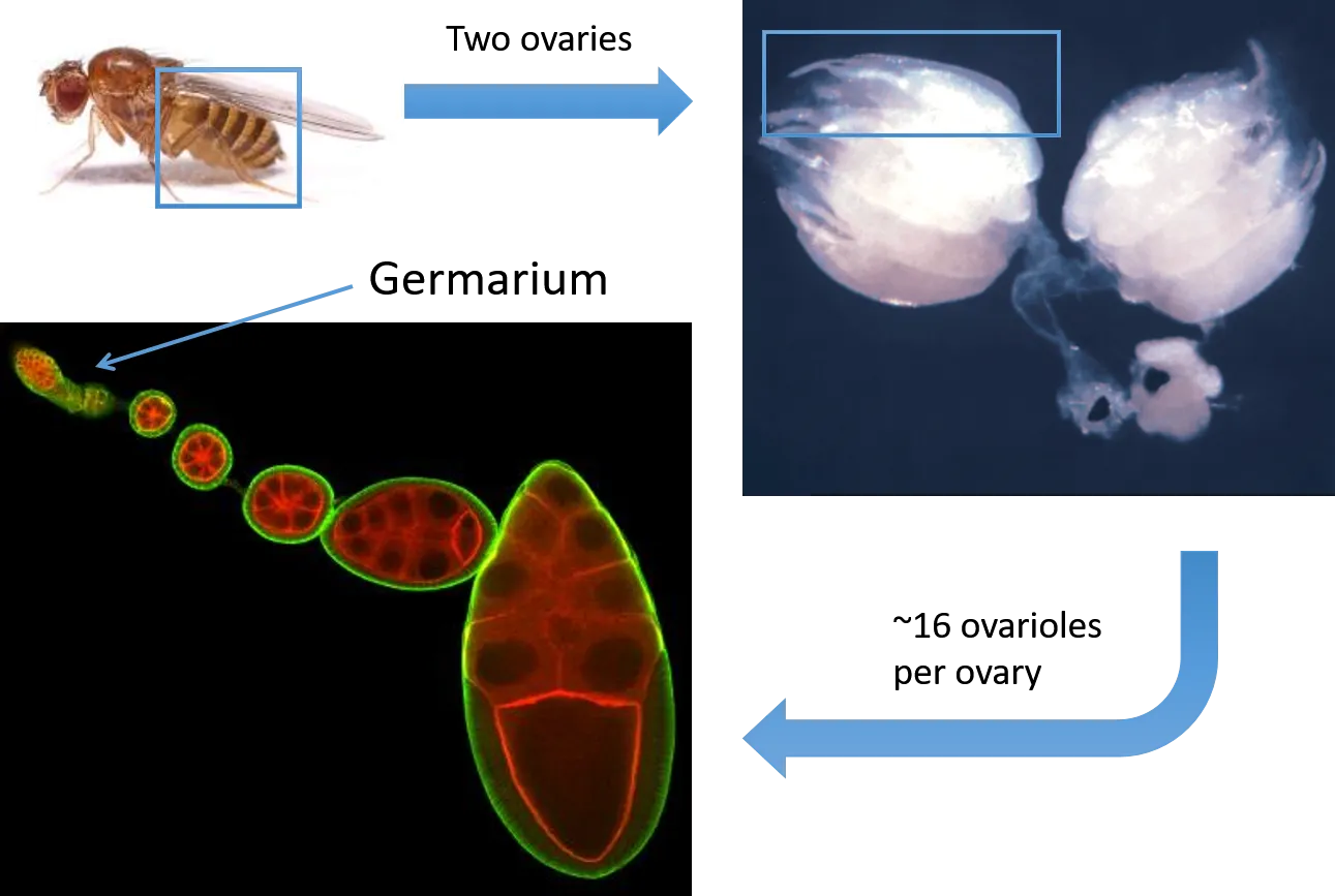 Drosophila ovaries each contain 15 ovarioles, which 