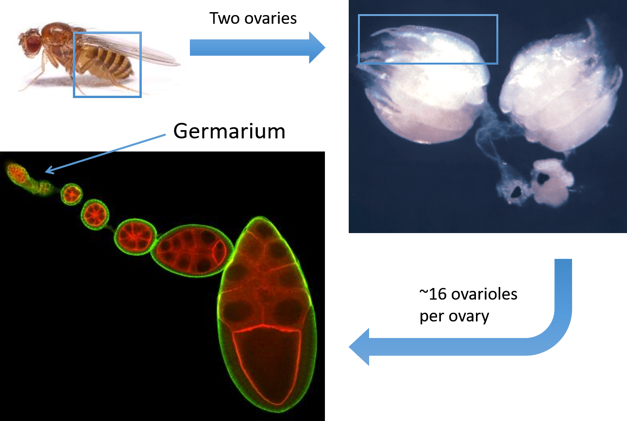 Drosophila ovaries each contain 15 ovarioles, which