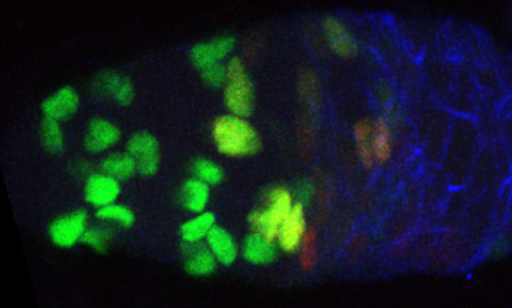 A germarium with cells expressing FUCCI reveals cells in G1, G2, and S phases FUCCI Control