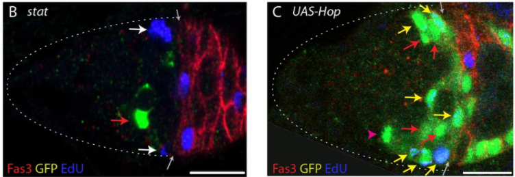 Low and high JAK-STAT activity affects FSC proliferation and survival Low and high JAK-STAT activity affects FSC proliferation and survival