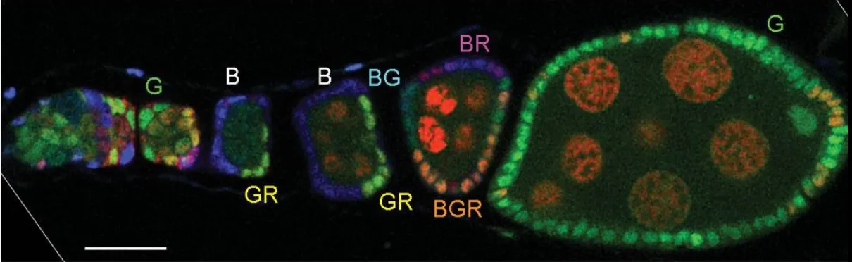 An ovariole labeled with a multicolor system that proved the existence of 14-16 Follicle Stem Cells
