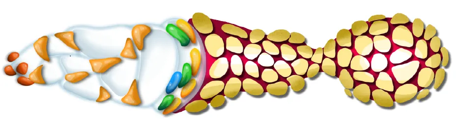 Schematic Diagram of a Germarium