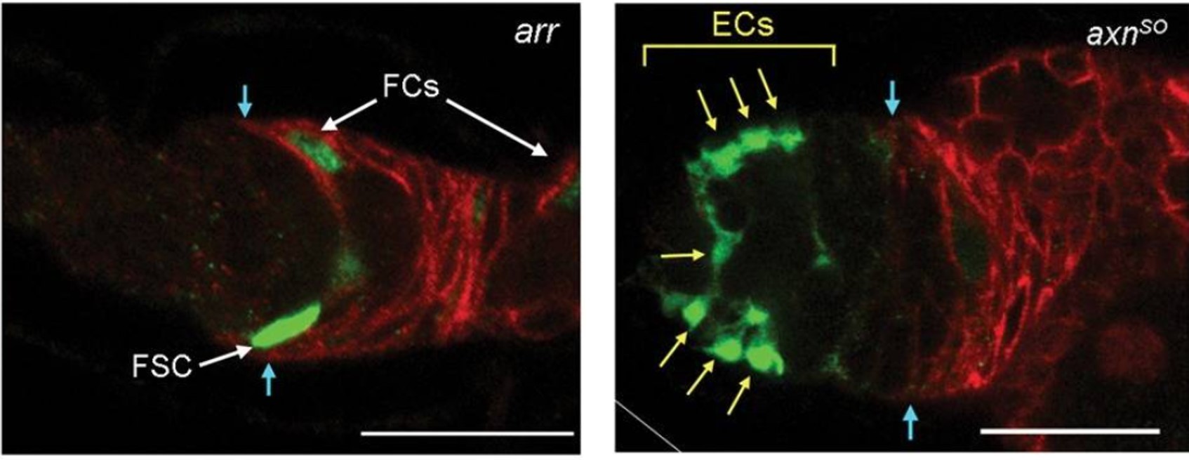 Low and high Wnt signaling affects FSC location and EC production Low and high Wnt signaling affects FSC location and EC production
