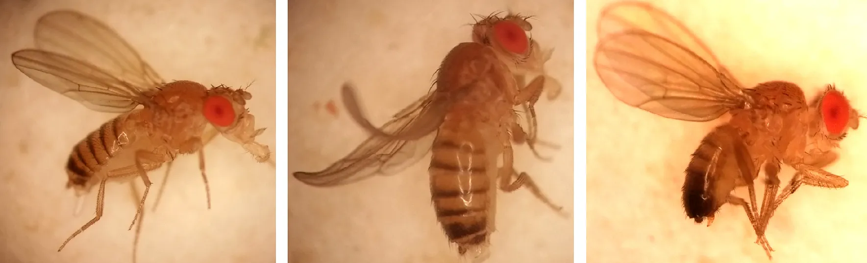 Three fruit flies from the Kalderon lab.