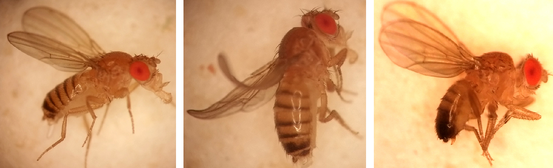 Three fruit flies from the Kalderon lab.