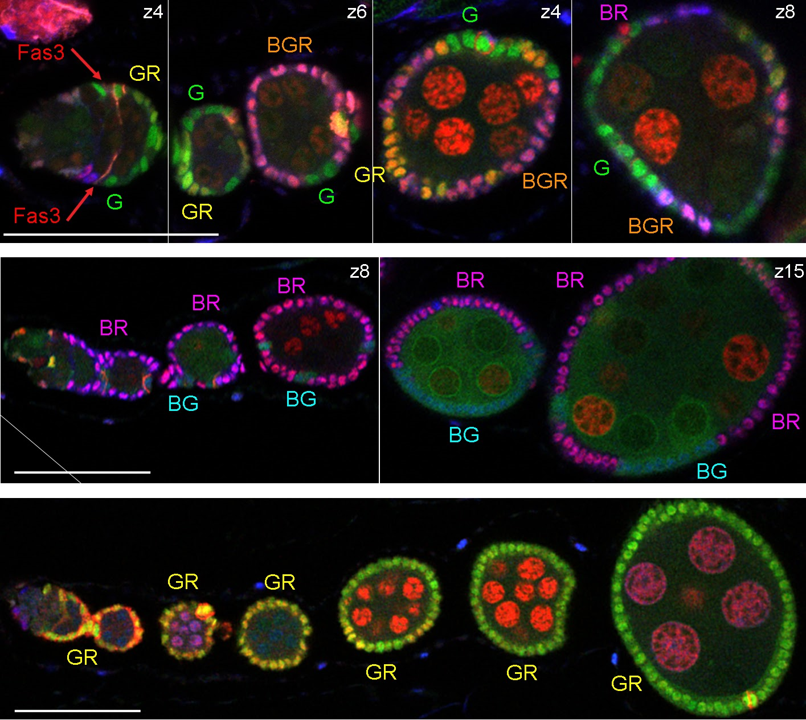 A timecourse of multicolor Drosophila ovarioles at 9d, 21d, and 30d A timecourse of multicolor Drosophila ovarioles at 9d, 21d, and 30d
