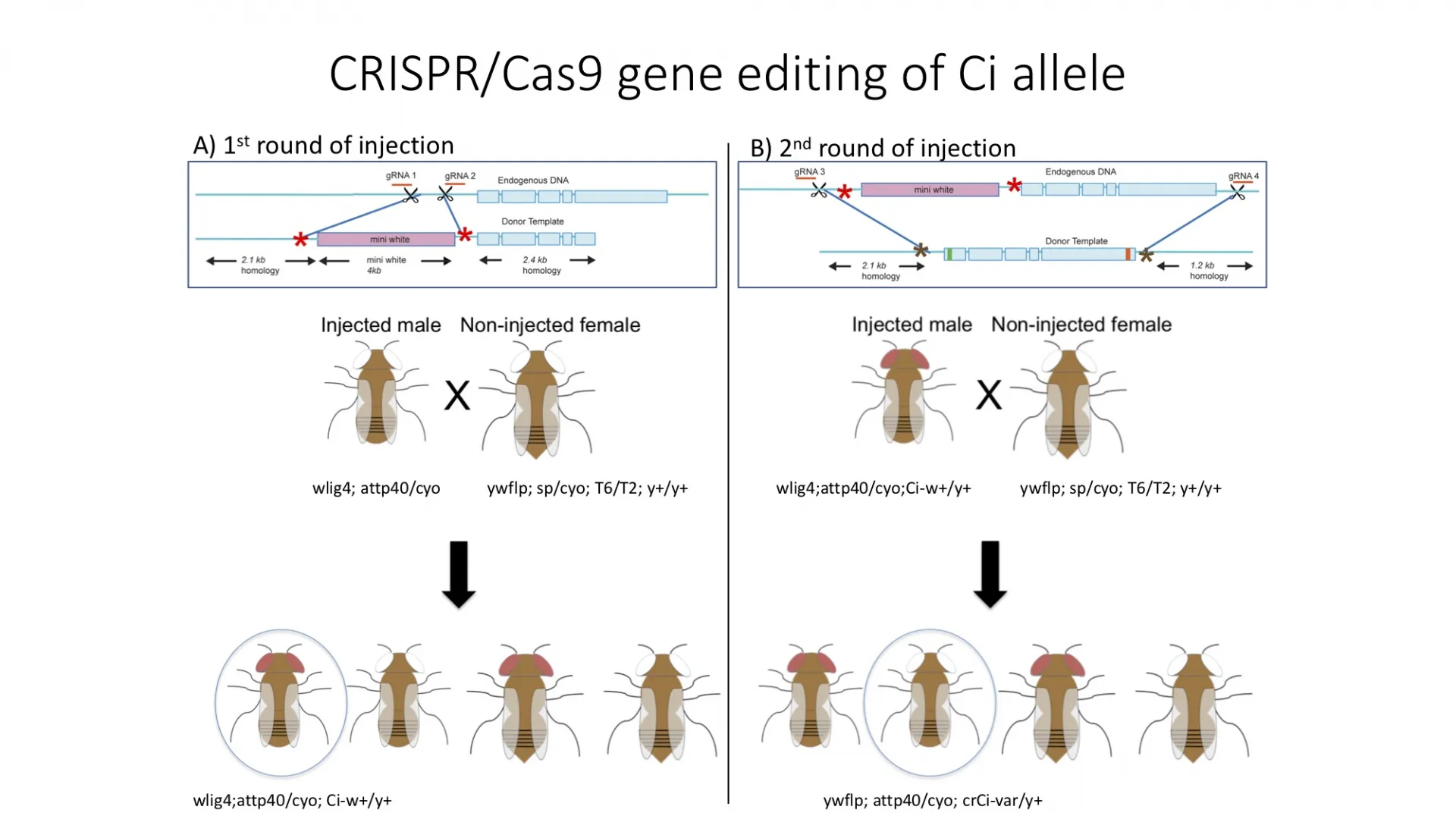 Creating CRISPR/Cas9 line is done in two rounds to introduce a mutation of interest 