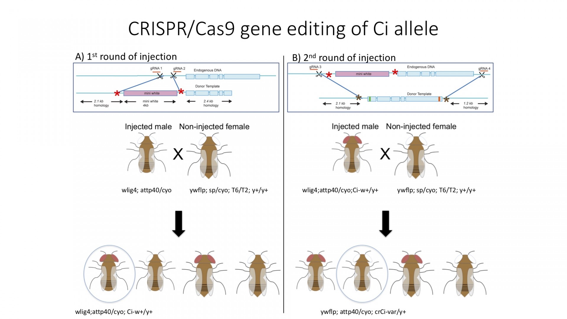 Creating CRISPR/Cas9 line is done in two rounds to introduce a mutation of interest
