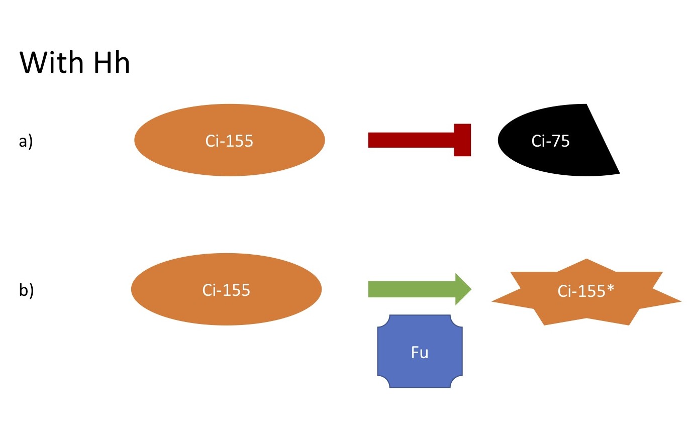 With Hh signaling